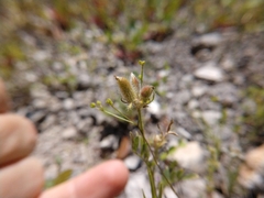 Astragalus wrightii