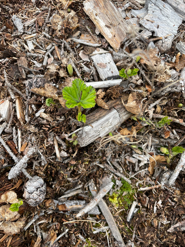 cloudberry