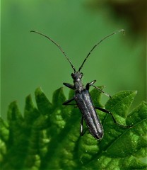 Leptalia macilenta