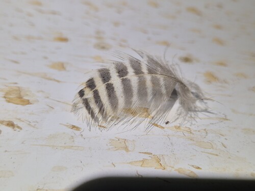 Plume de Dendrocygne veuf