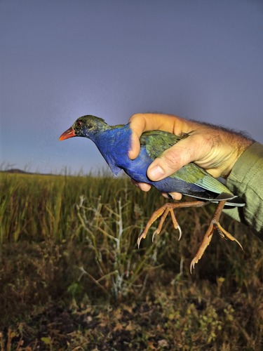 iNaturalist image