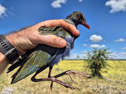 iNaturalist image