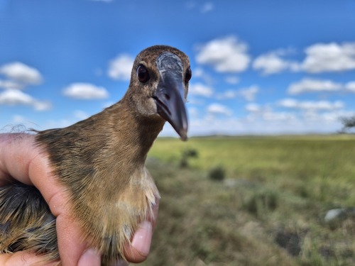 iNaturalist image