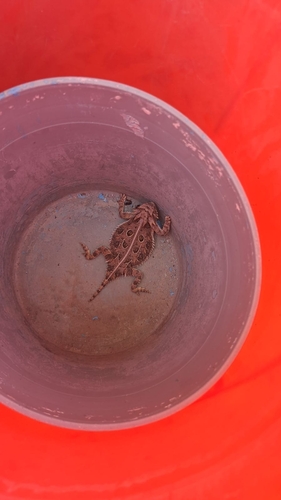 Texas Horned Lizard