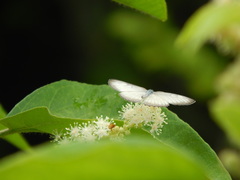 Mestra