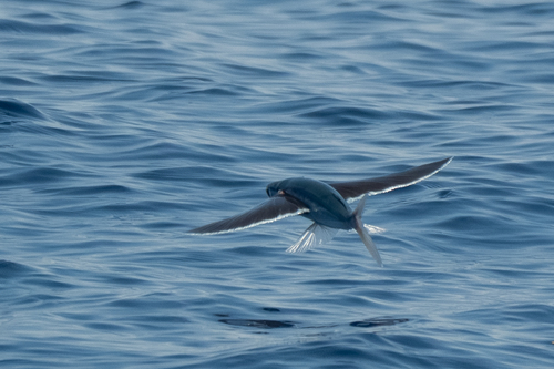 Cypselurus observed 2026-05-25