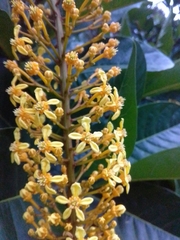 Lophanthera lactescens