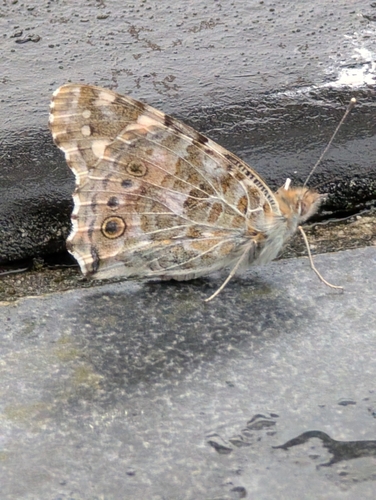 Painted Lady