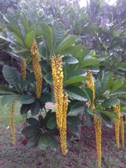 Lophanthera lactescens