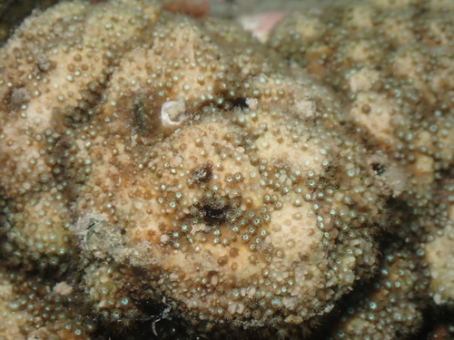 Stylocoeniella guentheri observed 2026-06-03