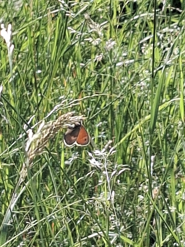 Meadow Brown
