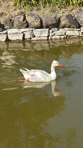iNaturalist image