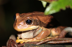 Gastrotheca cuencana