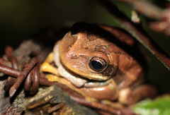 Gastrotheca cuencana