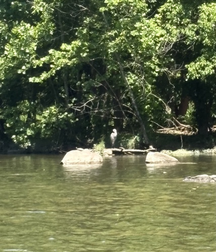 Great Blue Heron