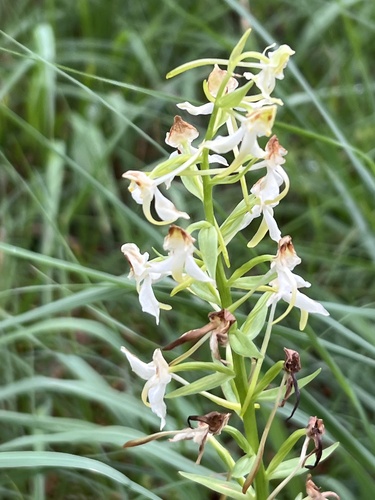 Greater butterfly-orchid