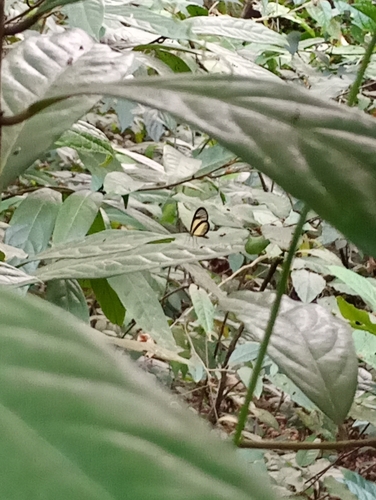 Pteronymia euritea