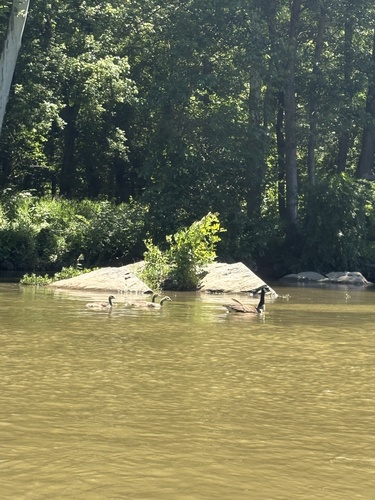 Canada Goose