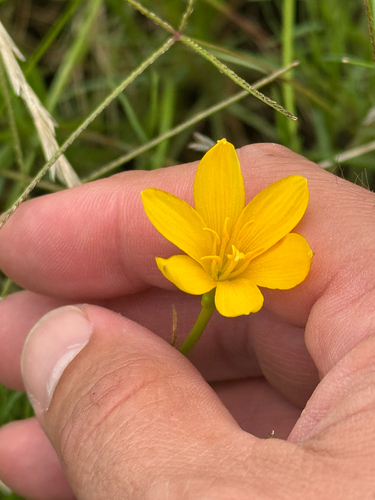 Zephyranthes pulchella