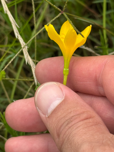 Zephyranthes pulchella, photograph 2