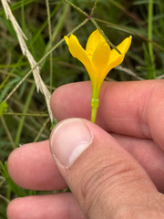 (c) Chet Burrier, some rights reserved (CC BY) Zephyranthes pulchella, photograph (c) Chet Burrier, some rights reserved (CC BY)