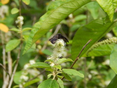 Chiomara mithrax