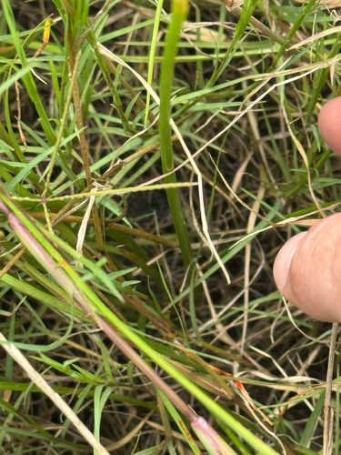Zephyranthes pulchella, photograph 3