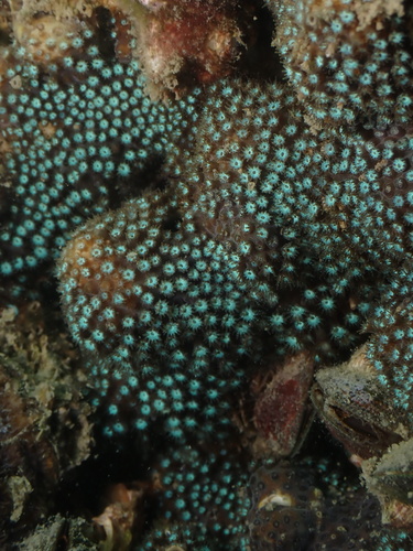 Stylocoeniella guentheri observed 2026-06-03