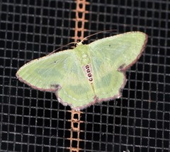 Metallochlora lineata