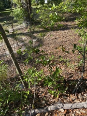Smilax smallii