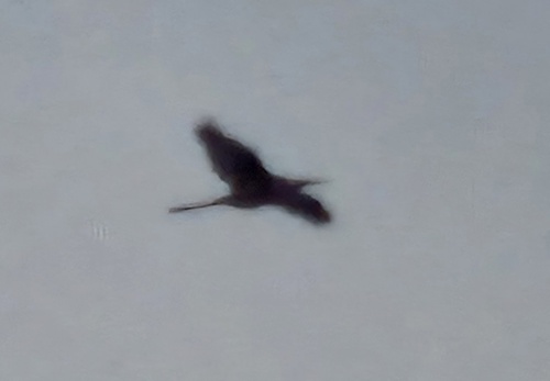 iNaturalist image