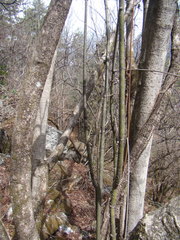 Euonymus hamiltonianus