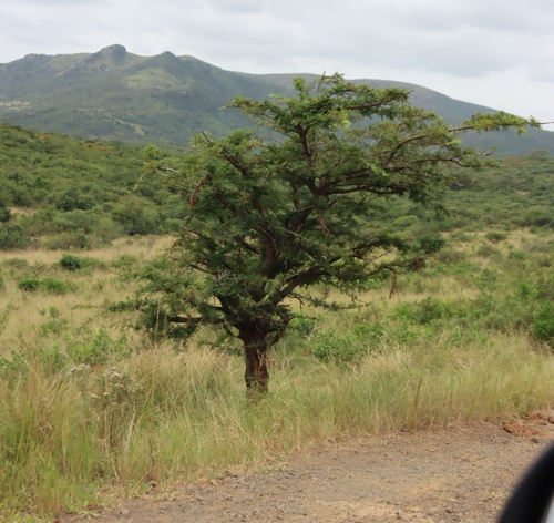 Vachellia robusta, photograph 1