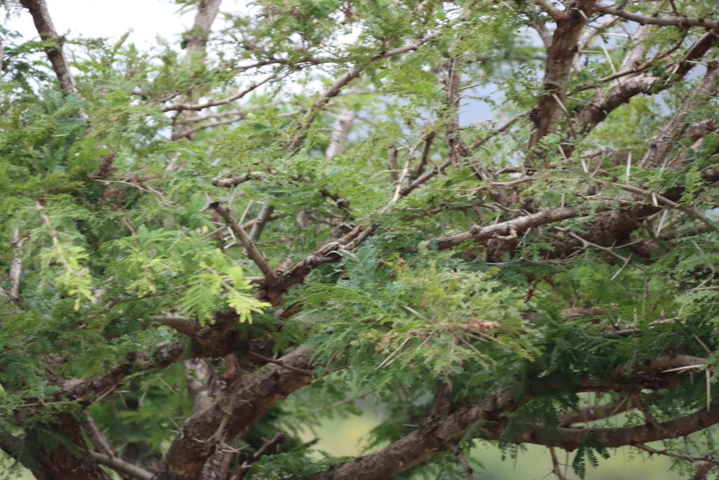 Vachellia robusta; photograph (c) Tony Rebelo, some rights reserved (CC BY-SA)