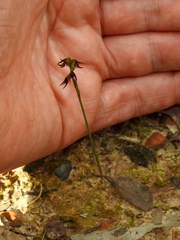 Genoplesium despectans