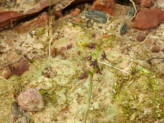 Genoplesium despectans