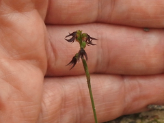 Genoplesium despectans