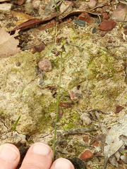 Genoplesium despectans