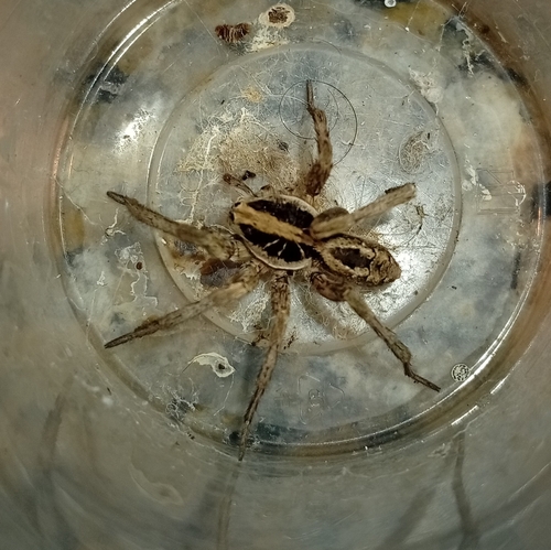Schizocosa malitiosa