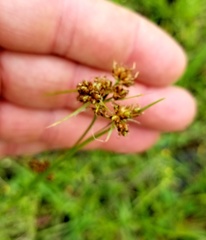 Rhynchospora harveyi