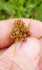 Rhynchospora harveyi