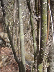 Euonymus hamiltonianus