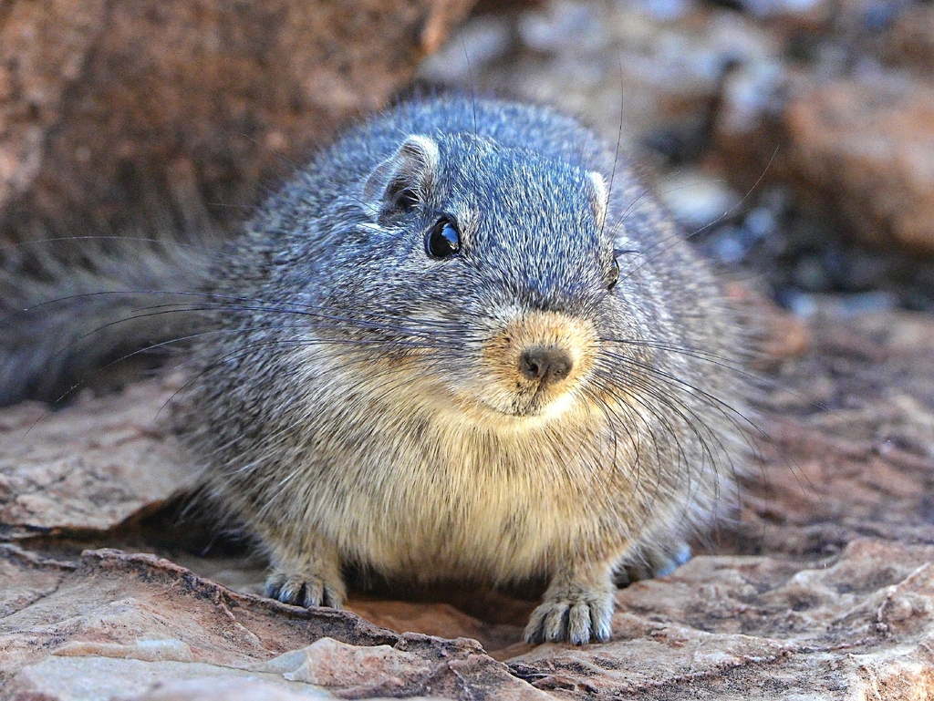 Dassie Rat