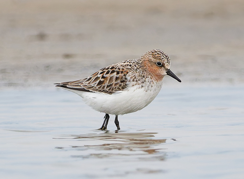 iNaturalist image