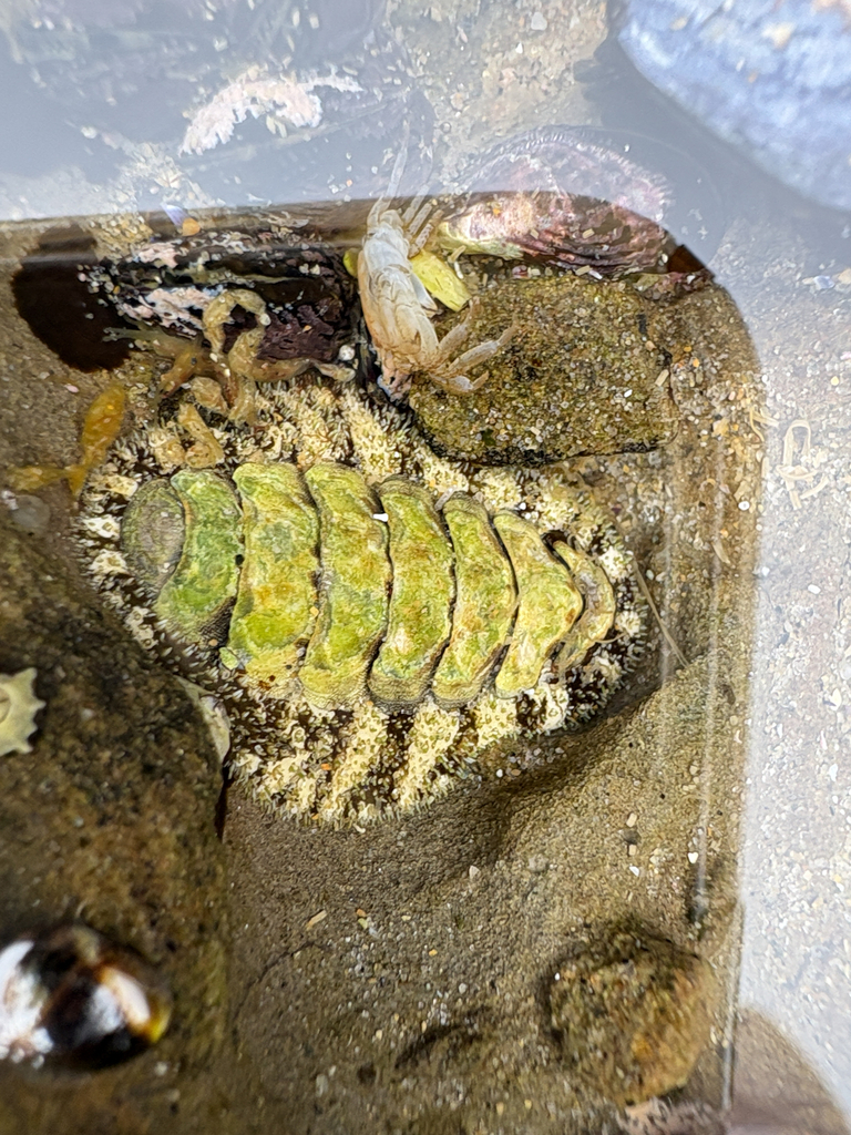 Nuttallina fluxa