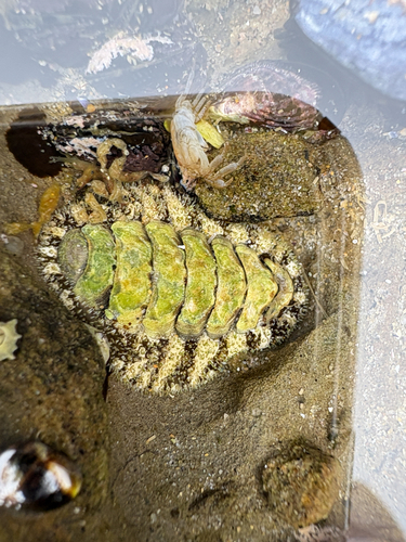 Nuttallina fluxa