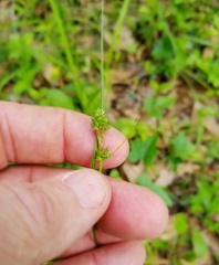 Carex complanata