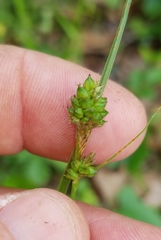 Carex complanata