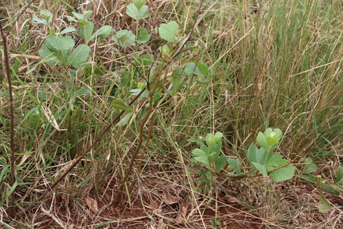 Rhoicissus tridentata, photograph 4