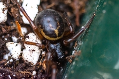 Steatoda nobilis